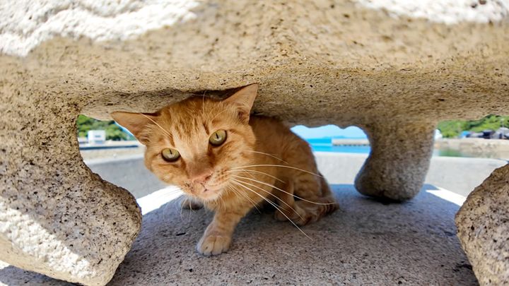 ナデナデされたい猫