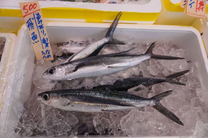 脂は少なく旨みが強いトビウオ。40代以降の飲み食い好きに勧めたい魚です