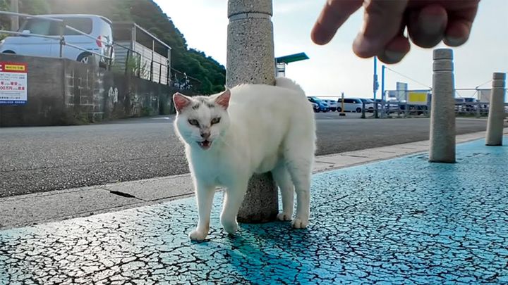フェリー乗り場で出会った猫
