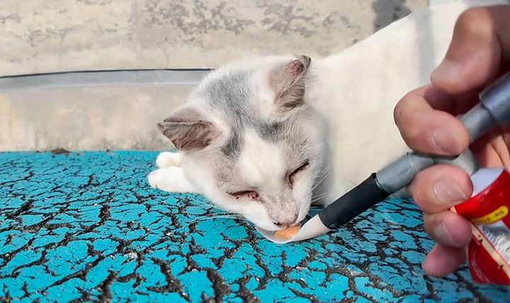 ちゅ〜るを食べる猫