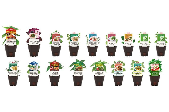 「S＆Bハーブ苗」