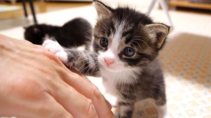 ママ見っけな子猫