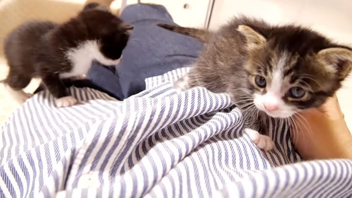お腹に登る子猫達