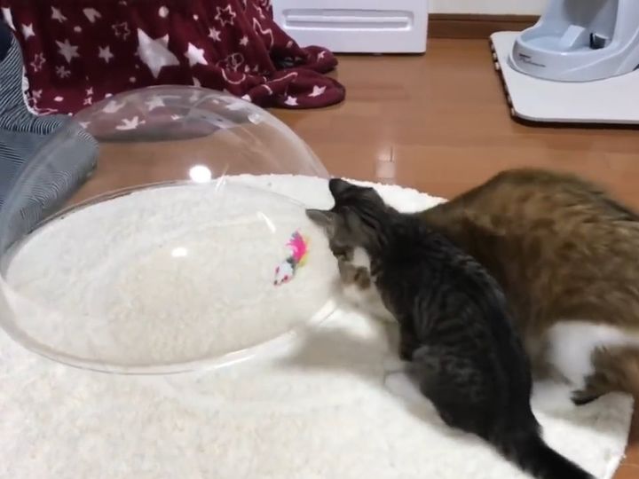 おもちゃが取りたい…けど取れない…？