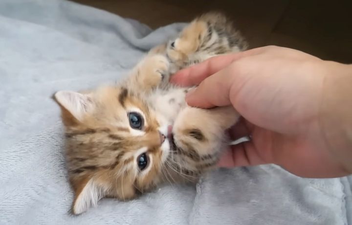 ヘソ天姿で甘える子猫