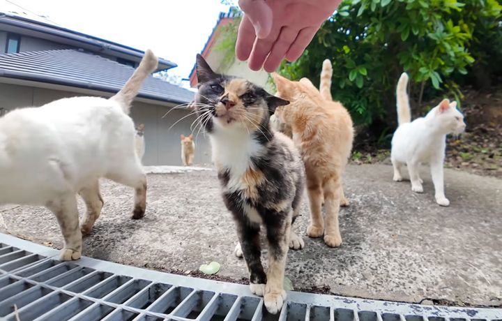たくさんの猫達に囲まれた