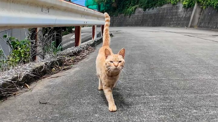 山道で出会った猫
