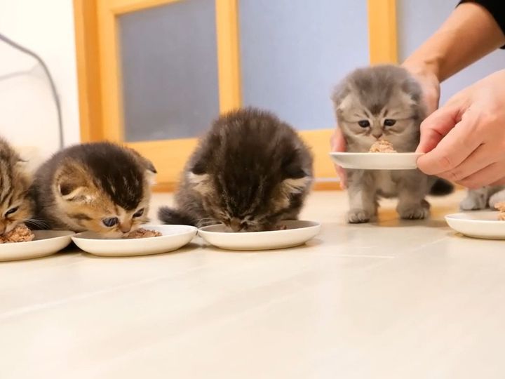 お皿の前に集まって…