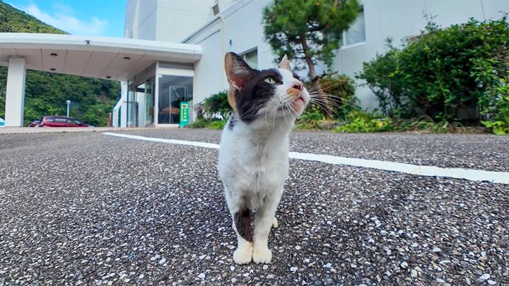 ホテルでお出迎えする猫