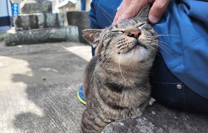 撫でられる猫