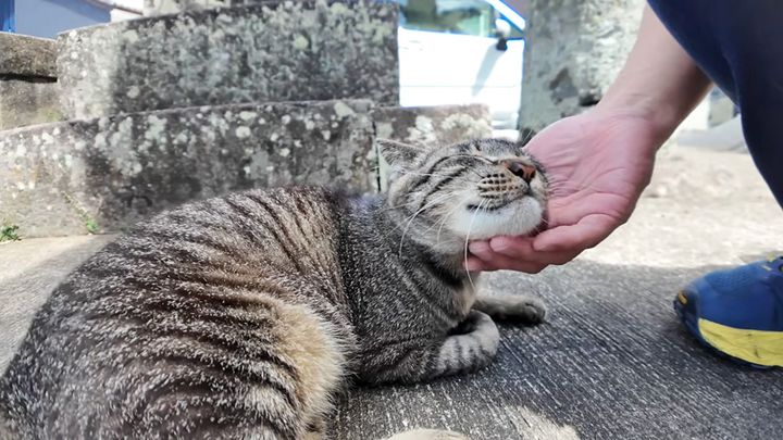 撫でられる猫