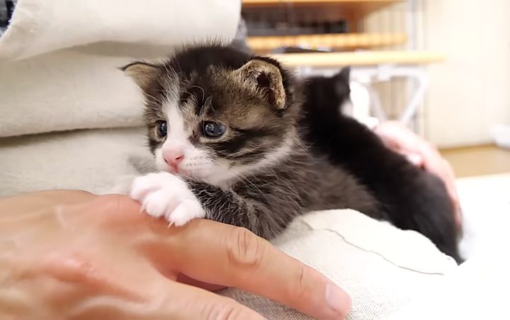 抱っこされた子猫