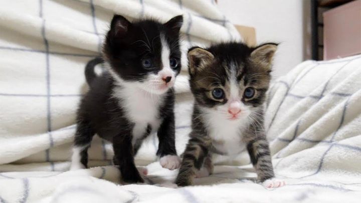 歩き回る子猫達