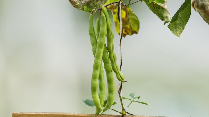 ササゲはこんな感じの豆を作る植物です。