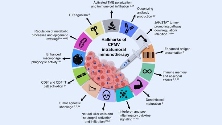 臨床応用目前？『畑生まれ』のがん治療薬の可能性