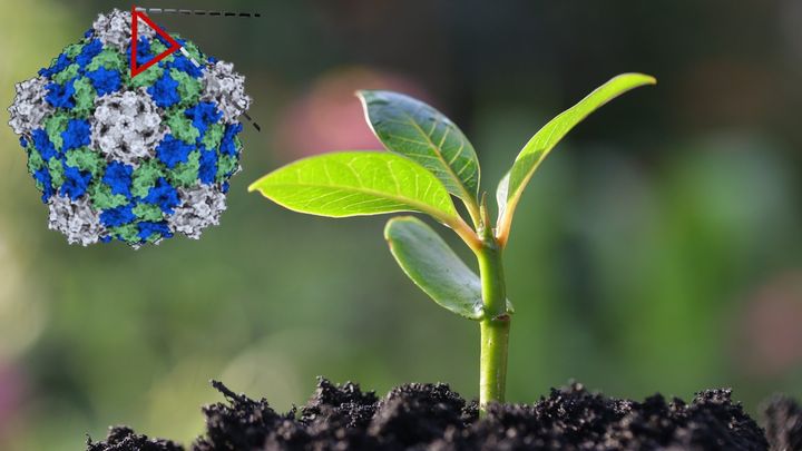 癌に死をもたらす植物ウイルス
