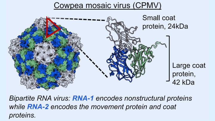 ササゲモザイクウイルス（CPMV）の構造