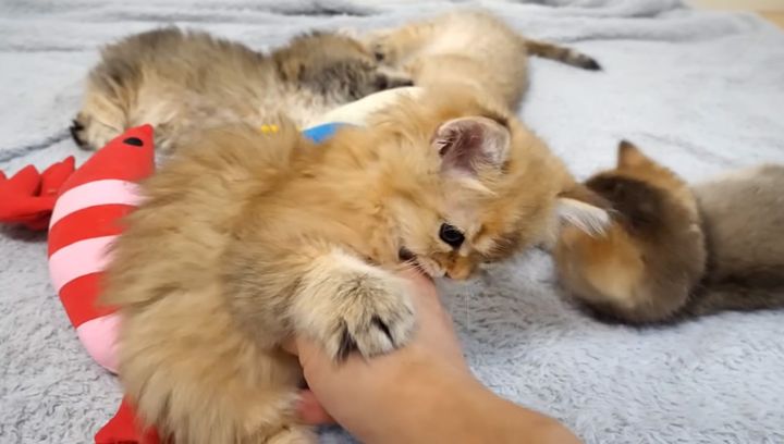 ちょっかいを出す子猫