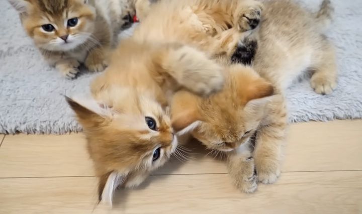 ちょっかいを出す子猫