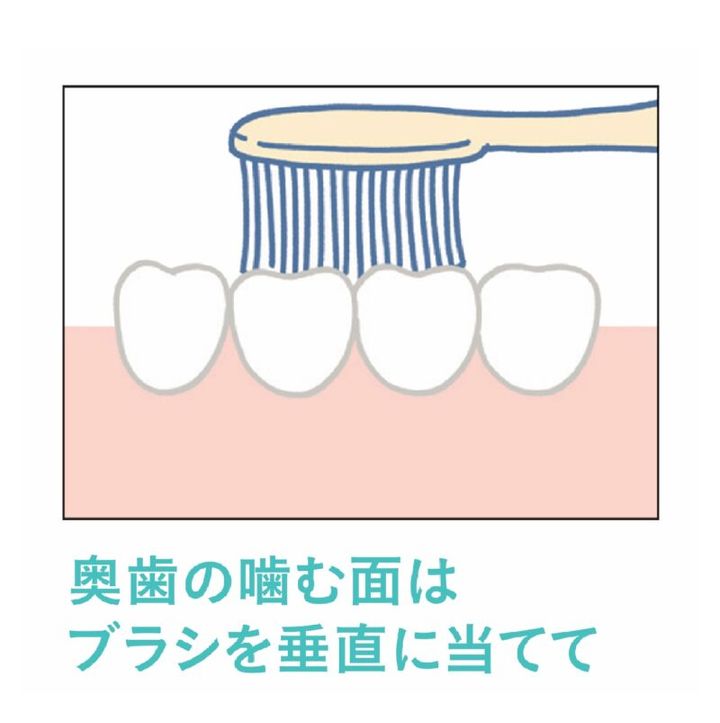 奥歯の噛む面はブラシを垂直に当てる