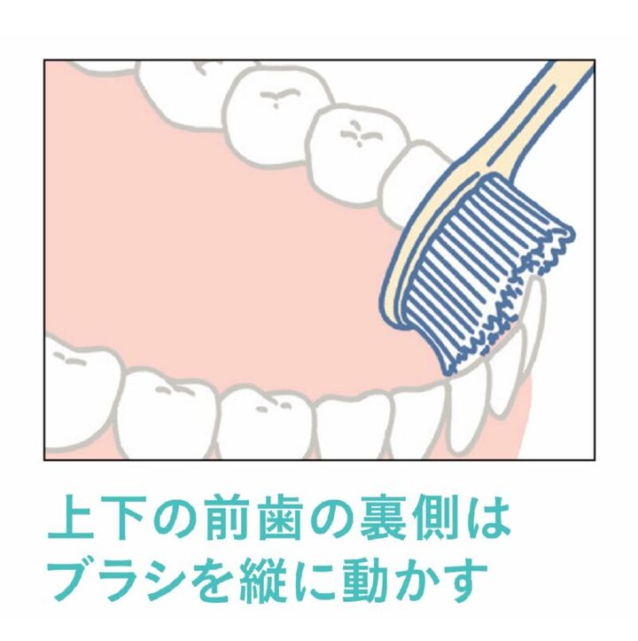 上下の前歯の裏側はブラシを縦に動かす