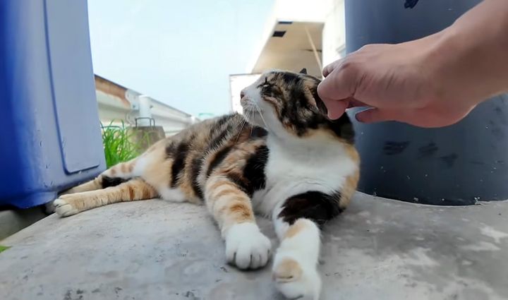 撫でられる猫