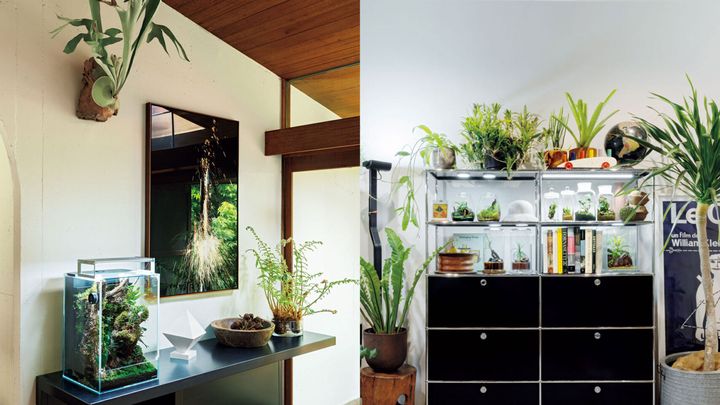 植物の棚は金属製が最適？インテリアスタイリスト・川合将人さんと作る、理想の植物部屋