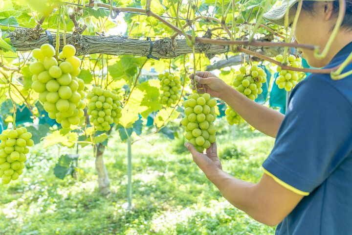 【岡山】地元特産の果実の恵み広がる「モモコプリン シャインマスカット」