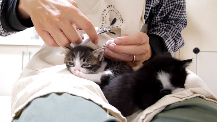 爪を切られる子猫達