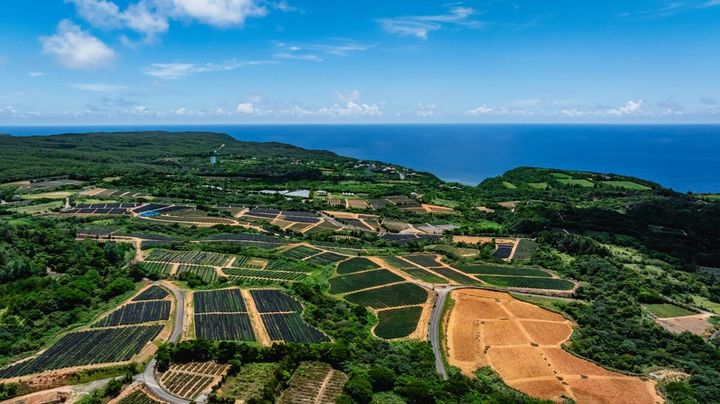 沖縄県国頭郡東村のパイナップル農園