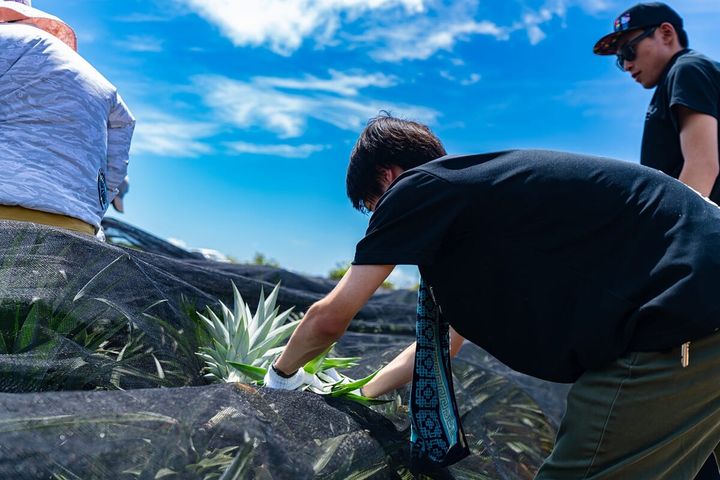 ホテル従業員による農園でのボランティア活動の様子