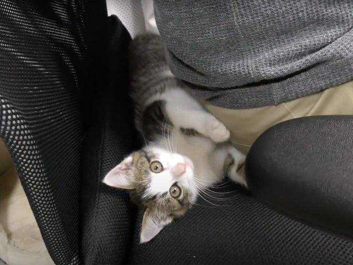 椅子の隙間からちょっかい連発！