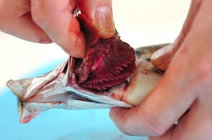 アジの塩焼き野菜の甘酢のせの下準備1