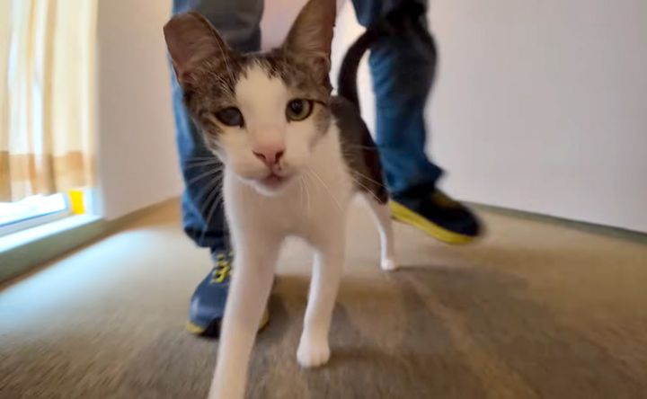 ついてくる人懐っこい猫