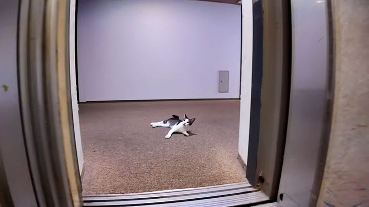 エレベーターを降りたところに猫