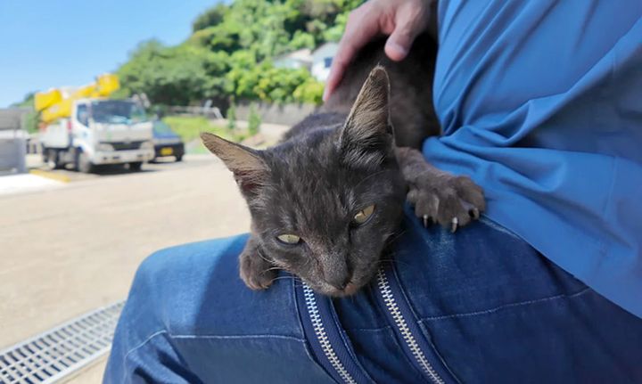 膝の上で撫でられる猫