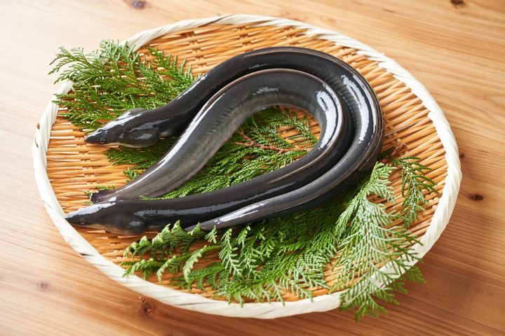 ウナギの血に毒が含まれているって本当？