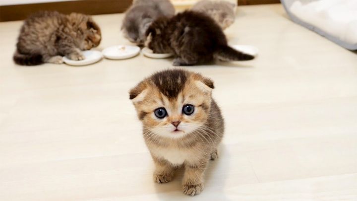 おかわりをおねだりする子猫