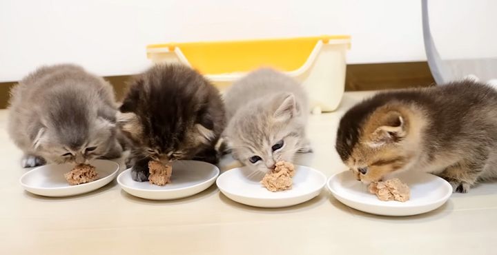 ご飯を食べる子猫達