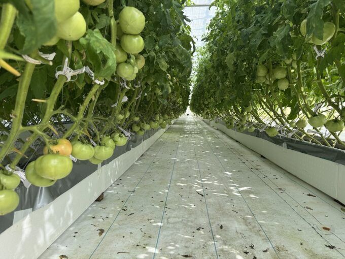 沖縄でのトマト栽培 