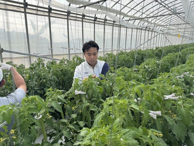 沖縄でのトマト栽培