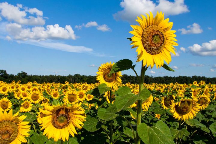 2025年8月の運勢（12星座別）