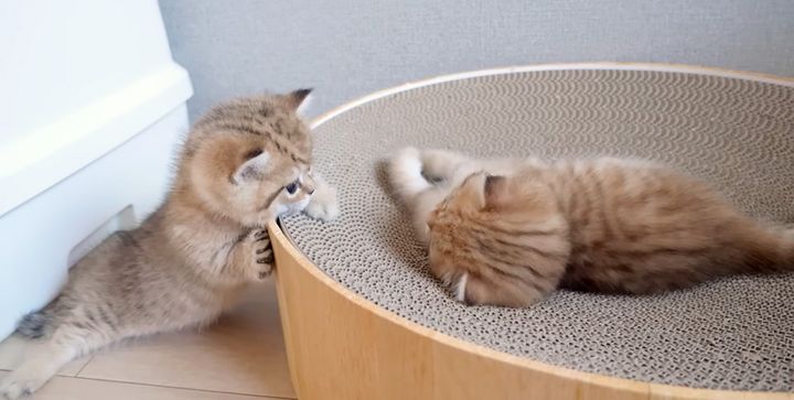 爪研ぎに登りたい子猫