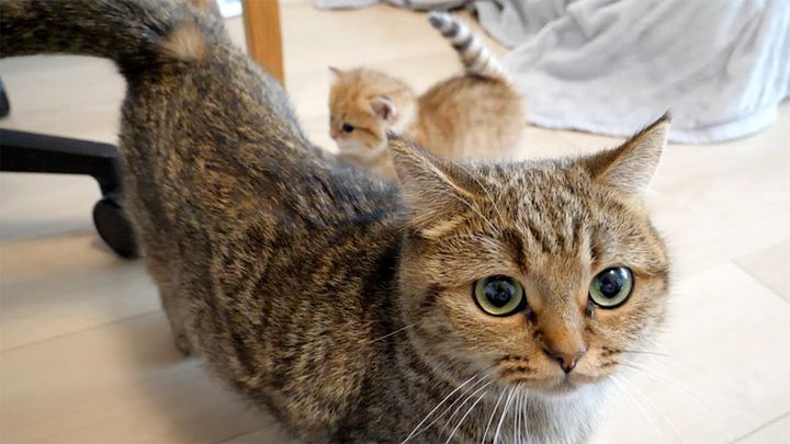 子猫を護衛する母猫