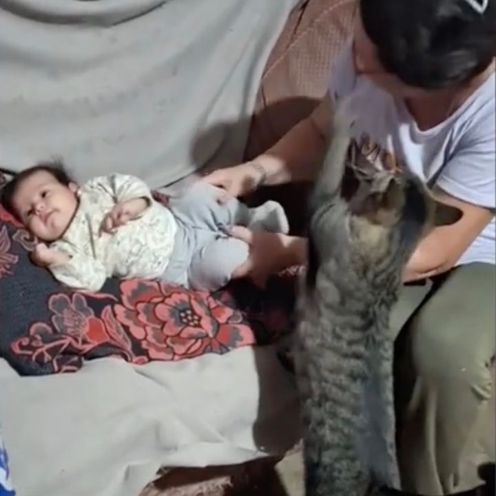 熱烈に赤子へ嫉妬するキジトラ、母ちゃん僕のほうを撫でよと