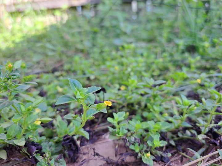 メカルドニア・プロカムベンス