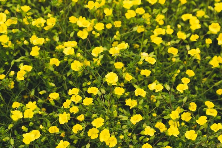 メカルドニア’ゴールドダスト’