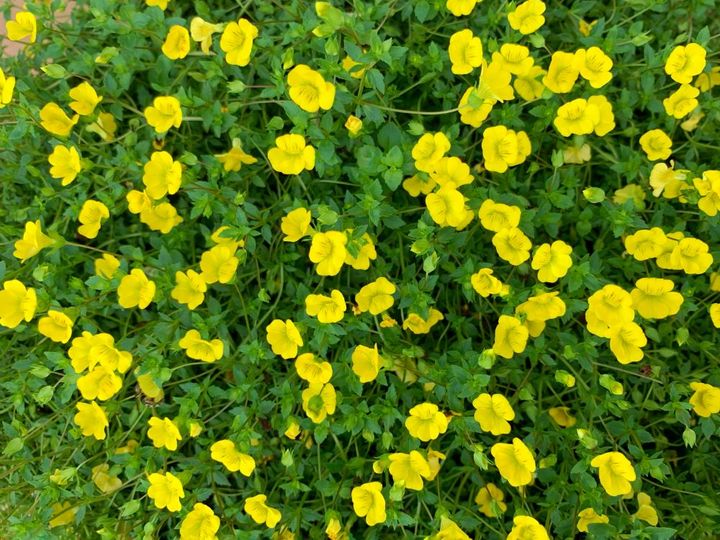 メカルドニア’モンフレール ’