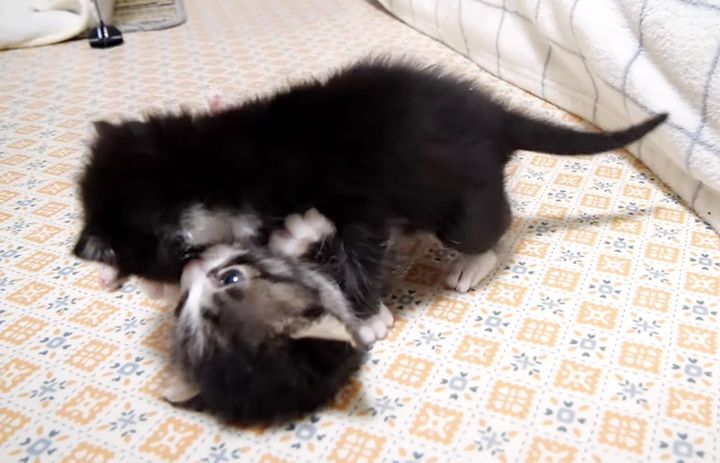 予想以上に激しくじゃれ合う子猫達