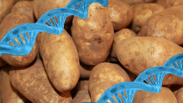 ジャガイモはトマトとの交雑で900万年前に誕生したと判明